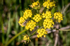 Lomatium bradshawii
