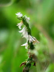 Spiranthes sinensis