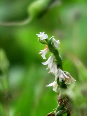 Spiranthes sinensis