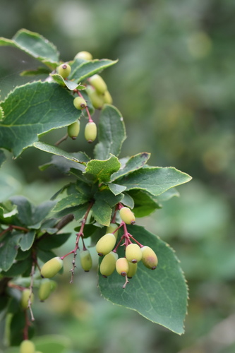 Berberis amurensis iNat (2)
