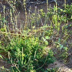 Dalea emarginata