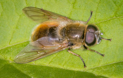Cheilosia grossa