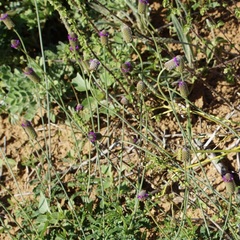 Dalea emarginata