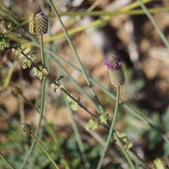 Dalea emarginata