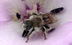 Diadasia bituberculata