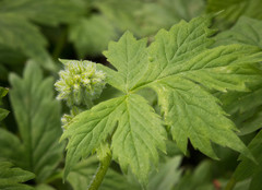 Hydrophyllum tenuipes