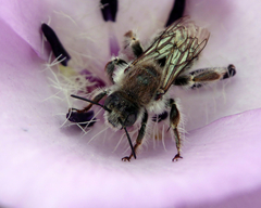 Diadasia bituberculata