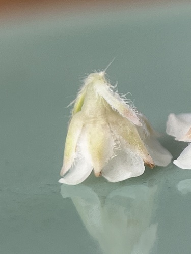 Image of Diosma awilana by (c) Charleen Brunke, some rights reserved (CC BY)