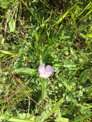 Calochortus uniflorus