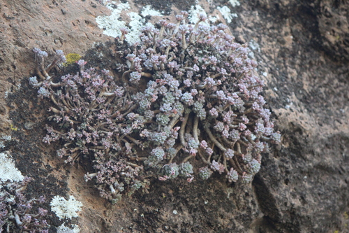 Image of Graptopetalum pachyphyllum by (c) José Belem Hernández Díaz, some rights reserved (CC BY)