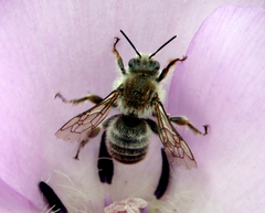 Diadasia bituberculata