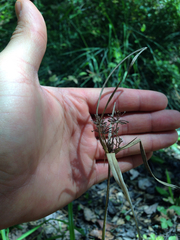 Carex gynodynama
