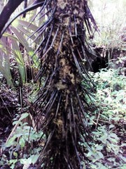 Cryosophila stauracantha