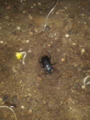 Coleoptera