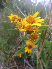 Aldama helianthoides