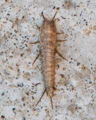 Allacrotelsa spinulata