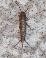 Allacrotelsa spinulata