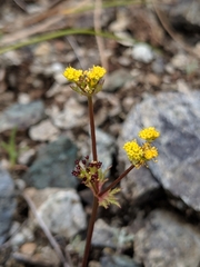 Sanicula tuberosa