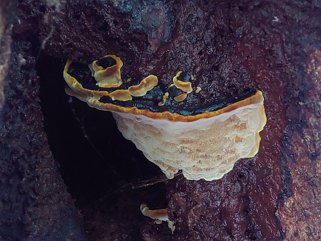Ochrosporellus