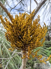 Arceuthobium campylopodum