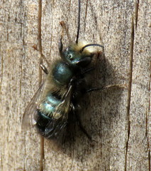 Osmia lignaria propinqua