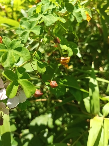Image of Tropaeolum ciliatum by (c) Bruno Avilez, some rights reserved (CC BY)