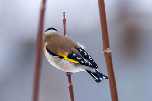 Jilguero europeo (Carduelis carduelis)