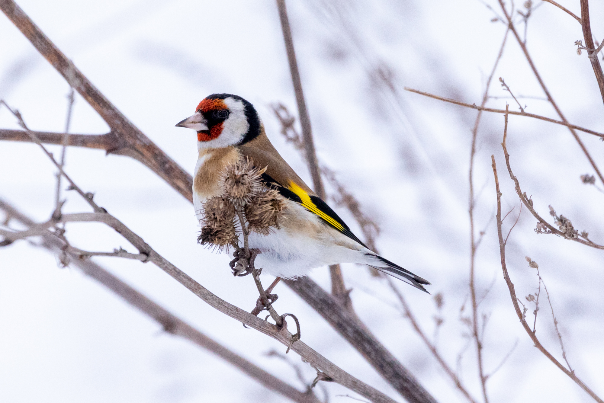 European Goldfinch (Carduelis carduelis)