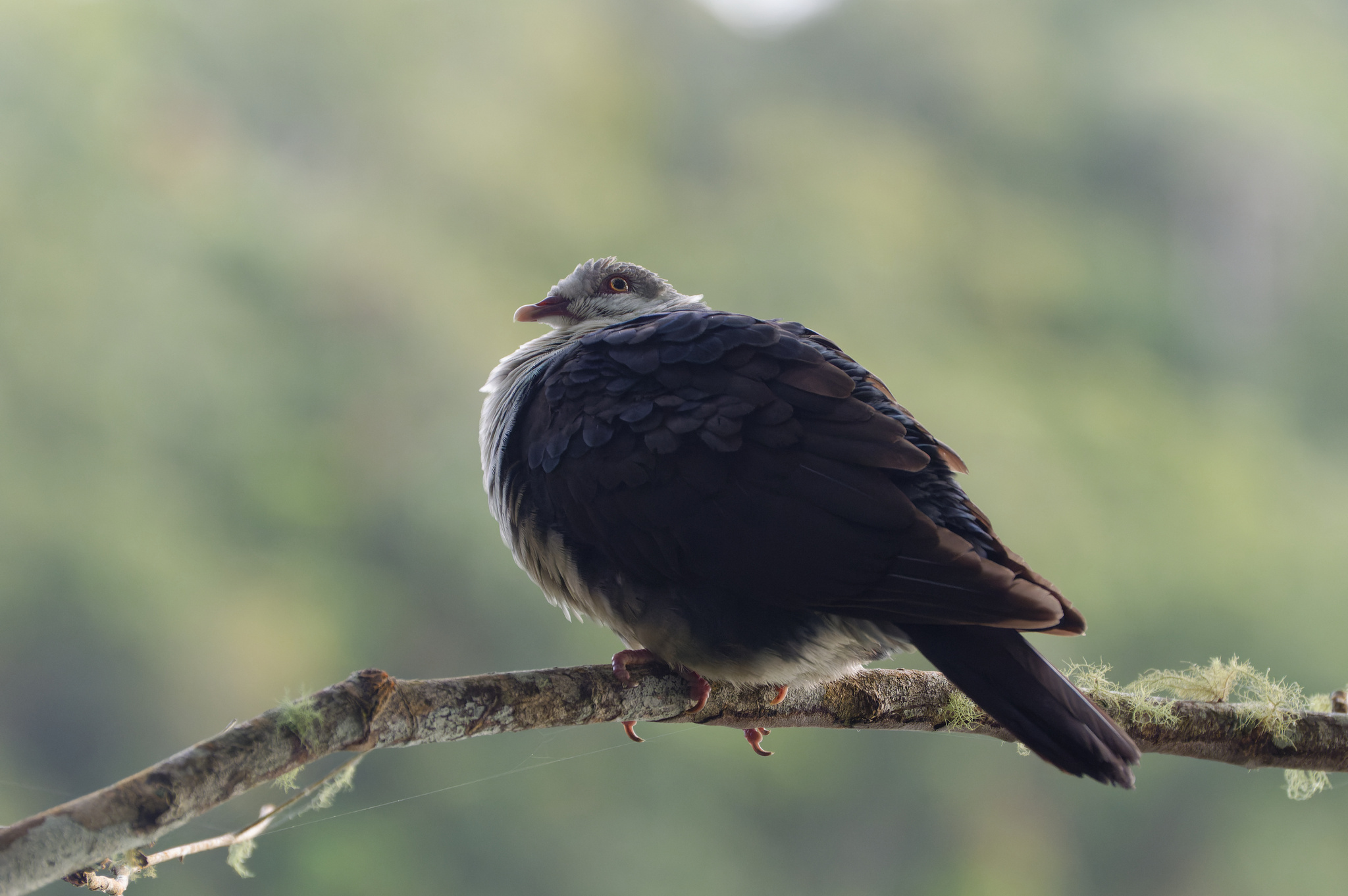White-headed Pigeon illustration