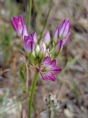 Allium diabolense