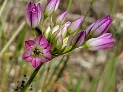 Allium diabolense