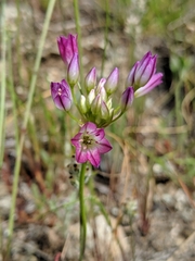 Allium diabolense