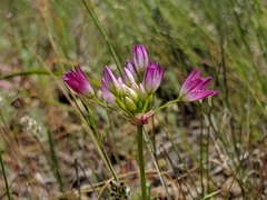 Allium diabolense
