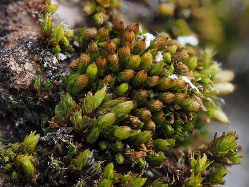 Orthotrichum schimperi