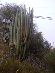 Trichocereus