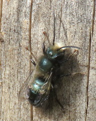 Osmia lignaria propinqua