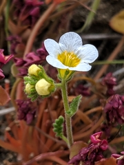 Phacelia brachyloba