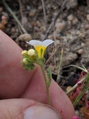 Phacelia brachyloba
