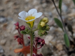 Phacelia brachyloba