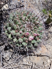 Mammillaria melanocentra melanocentra