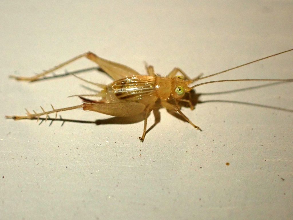 Trigonidium meekappa