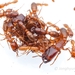 Red Driver Ant - Photo (c) Jonghyun Park, some rights reserved (CC BY), uploaded by Jonghyun Park
