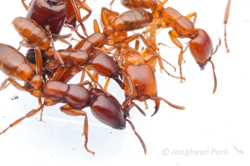 Red Driver Ant