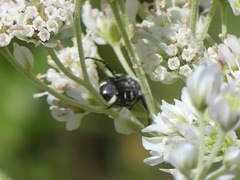 Trichiotinus texanus