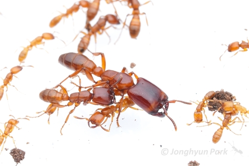 Red Driver Ant