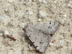 Lepidoptera