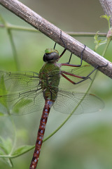 Anax longipes