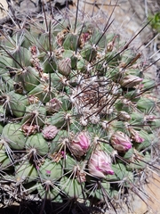 Mammillaria melanocentra melanocentra