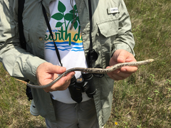 Ophisaurus attenuatus