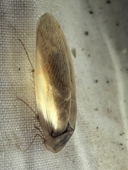 Arenivaga erratica